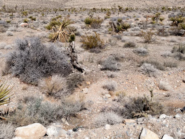 Cactus creciendo en el desierto —  Fotos de Stock