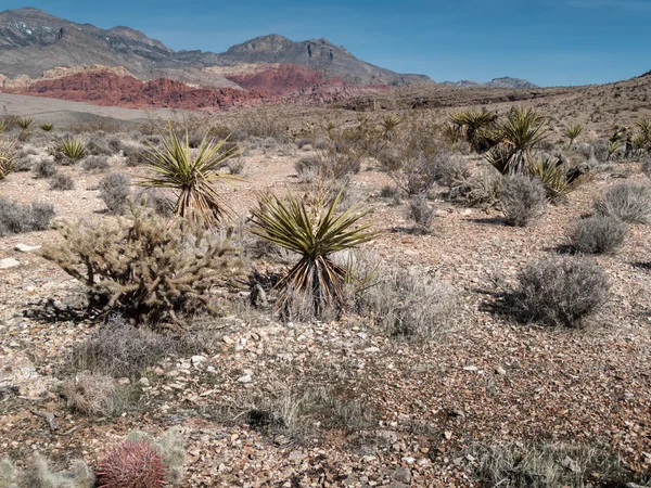 Cactus in desert — Stock Photo, Image
