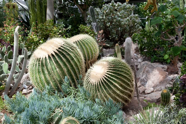Kaktus ve skleníku — Stock fotografie