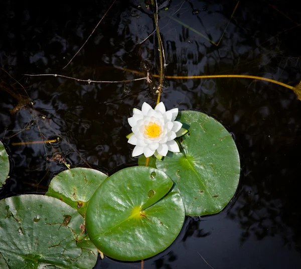 Beyaz lotus çiçeği bir havuzda — Stok fotoğraf