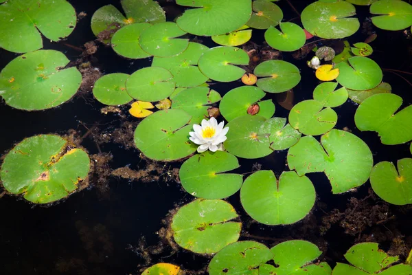 Flores blancas de loto en un estanque —  Fotos de Stock