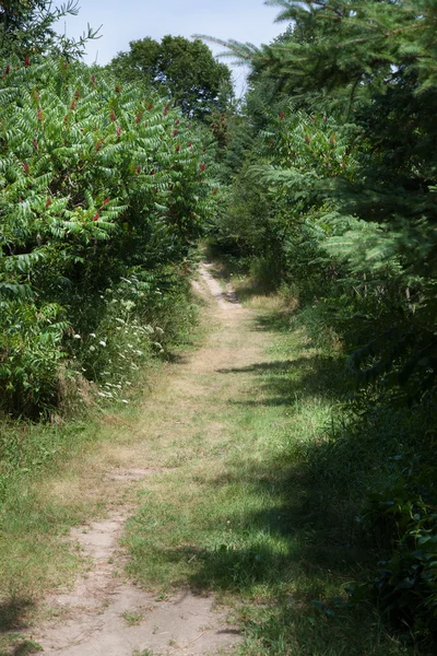 Weg führt durch Wald — Stockfoto