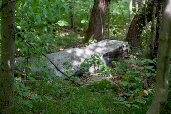 Gevallen boom in een bos — Stockfoto