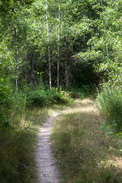 Sentier traversant la forêt — Photo