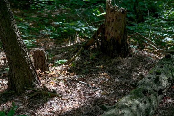 Umgestürzte Bäume im Wald — Stockfoto
