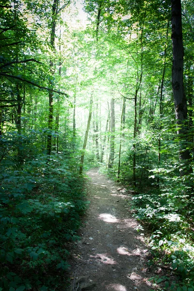 Sentier traversant la forêt — Photo