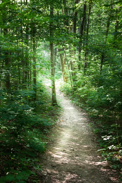 Stezka prochází lesem — Stock fotografie