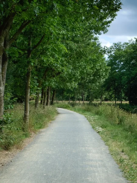 Carretera en bosque — Foto de Stock