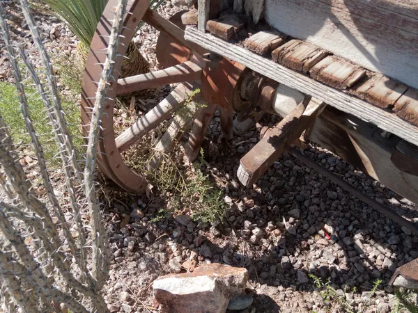 Cactus growing near wagon — Stock Photo, Image