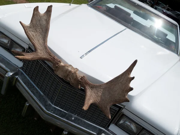 Moose hoorns op auto — Stockfoto