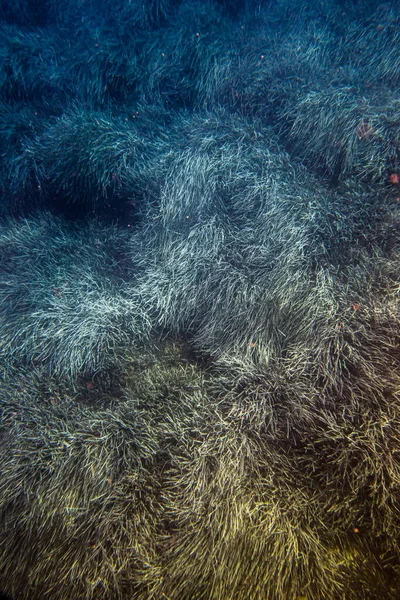 Erbe Marine Sul Fondo Del Fondo Dell Oceano — Foto Stock