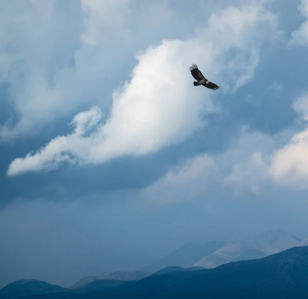 Bald Eagle Gliding White Cloudy Sky — Stock Photo, Image