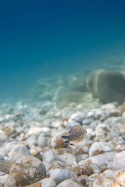 Pesce Mare Con Fondo Ciottoli — Foto Stock