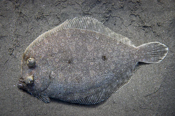 Großaufnahme Von Plattfischen Die Sich Auf Dem Sandboden Des Meeres — Stockfoto