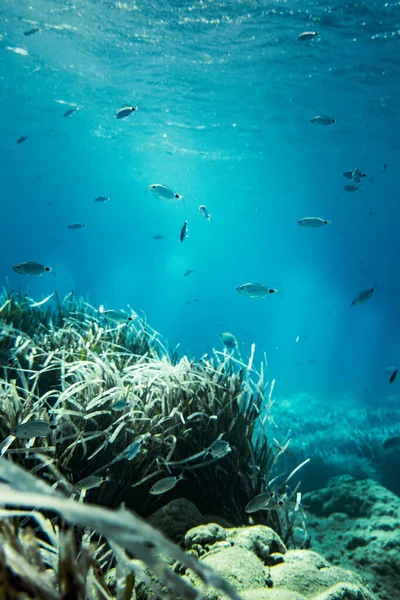 Pesci Nuotano Sopra Barriera Corallina Nel Mare Color Turchese — Foto Stock