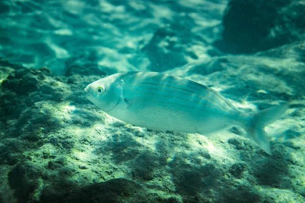 Salema Porgy Fish Swim Rocks Underwater Sea — Stock Photo, Image