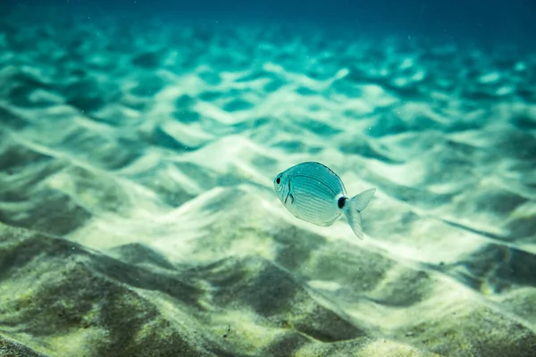 Fish Swim Rippled Sand Underwater Sea — Stock Photo, Image