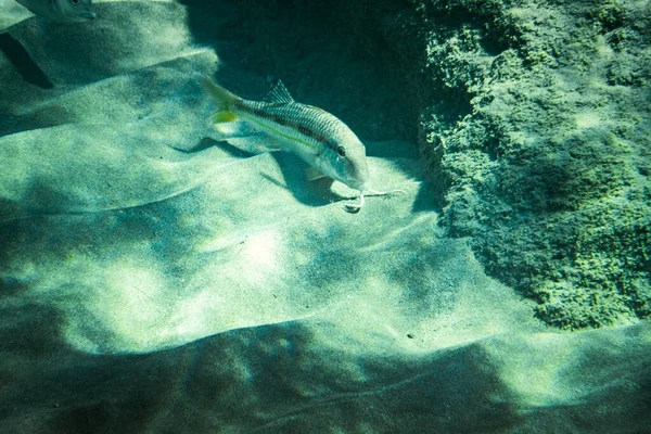 Mullus Vissen Zwemmen Boven Zand Naast Rots Onderwater Zee — Stockfoto