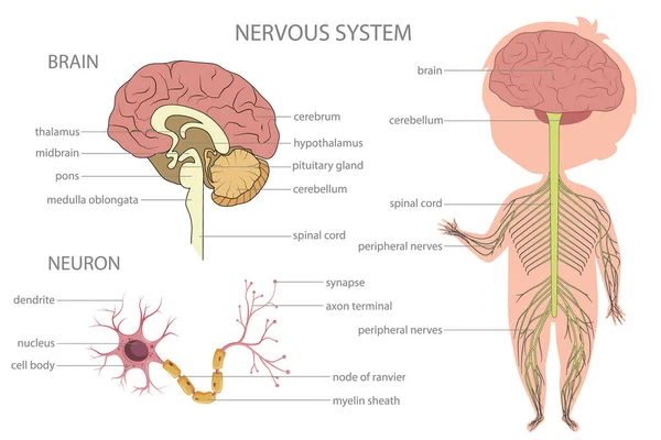 Нервная система. Биологическое образование для детей. — стоковый вектор