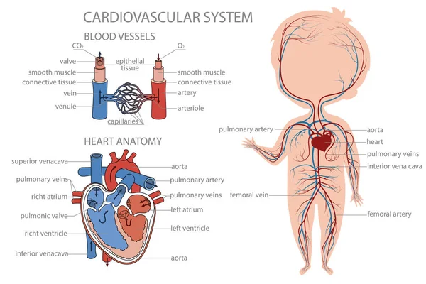 Sistema circulatorio sanguíneo en el cuerpo del niño. — Archivo Imágenes Vectoriales