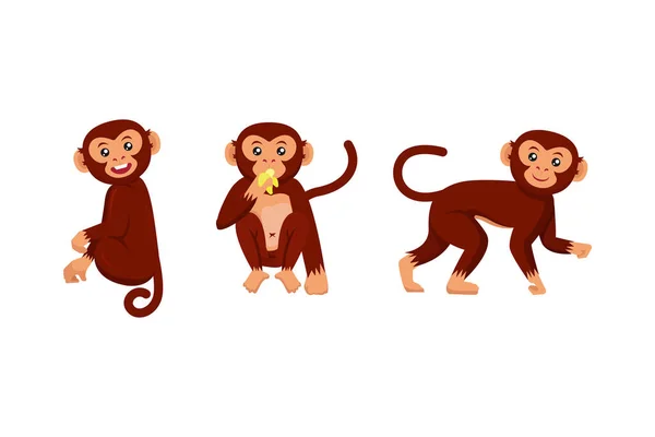 Set Scimmie Varie Pose Personaggio Disegno Illustrazione — Vettoriale Stock