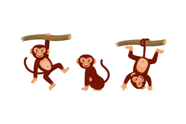 Zestaw Małpy Różne Pozować Postać Projekt Ilustracja — Wektor stockowy