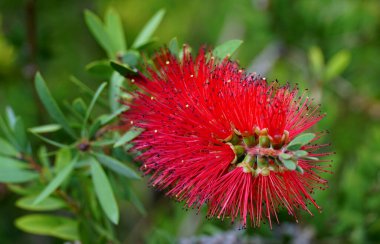 Şişe fırçasının inanılmaz kırmızı çiçeği ya da Callistemon çalısı bitkisi