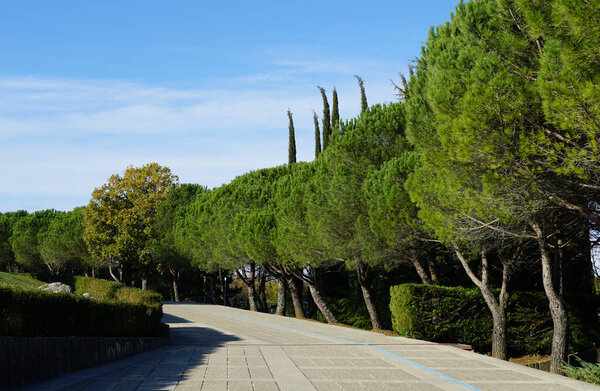 Beautiful green alley with pines and cypresses in a quiet and peaceful environment