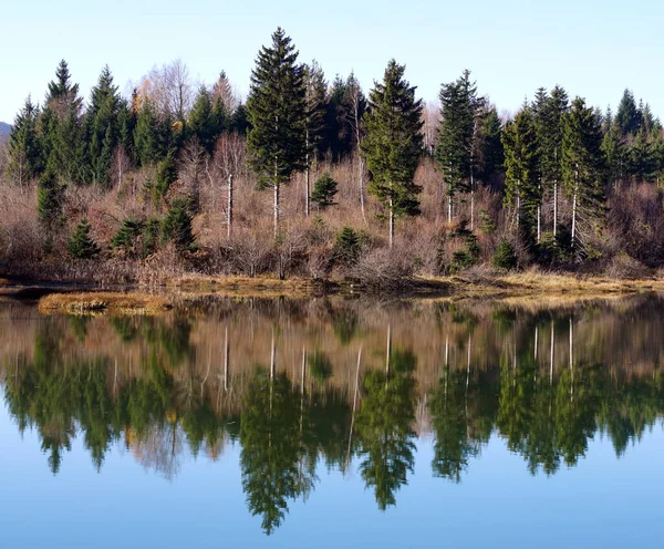 Krásná Zima Slunečný Den Věčně Zeleném Lese Blízkosti Jezera Neznečištěné — Stock fotografie