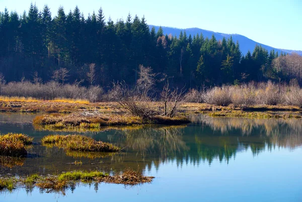 Krásné Zelené Mokřady Jezera Tyrkysovou Vodou Konci Podzimu — Stock fotografie