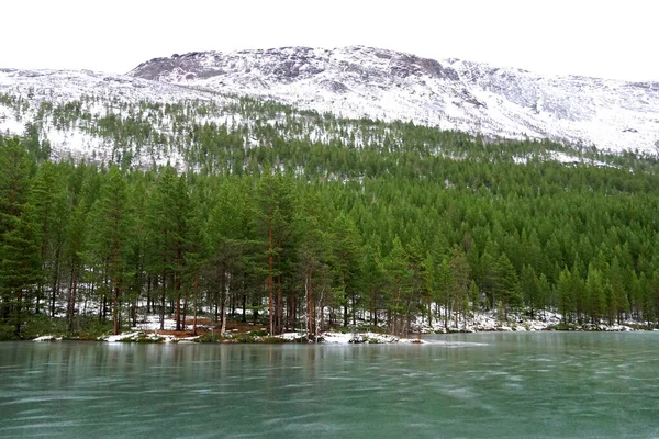 Winter Time Concept Green Evergreen Trees Background Frozen Turquoise Lake — Stock fotografie