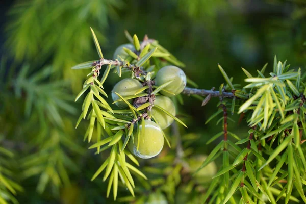 Green Berries Mediterranean Juniperus Oxycedrus Edible Plant Close View — Stock Photo, Image