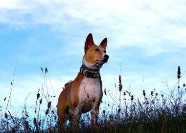 Beautiful basenji dog watching from above on the blue sky background