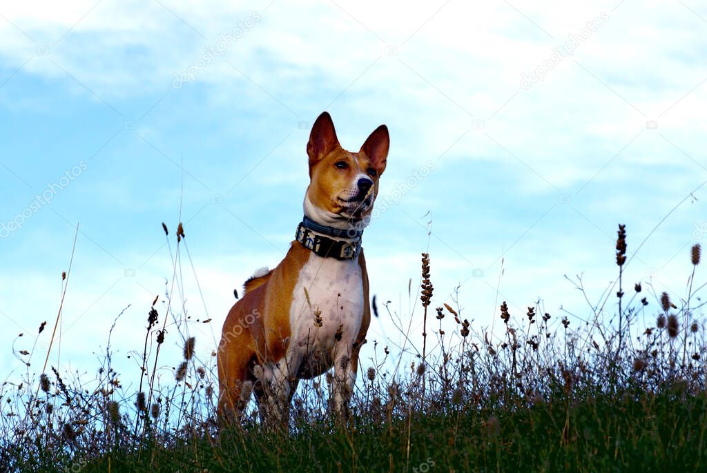Basenji dog on a green meadow in nature on the cloudy day