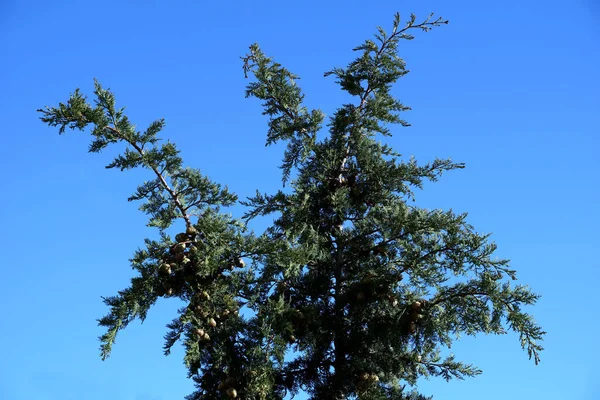 Green Branch Top Mediterranean Cypress Evergreen Tree Background Clear Blue — 图库照片
