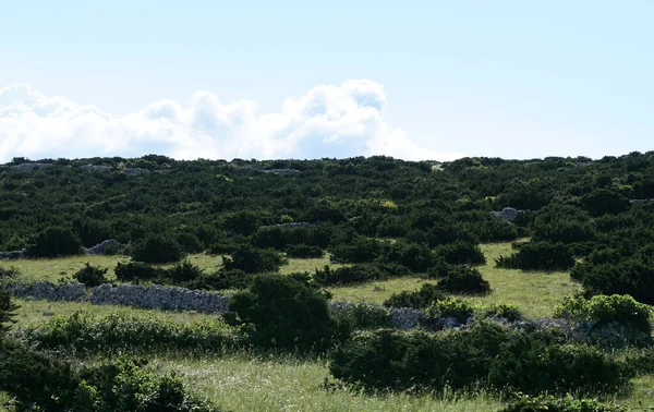 草原に緑の地中海の茂みと草のある野生の田園風景 — ストック写真