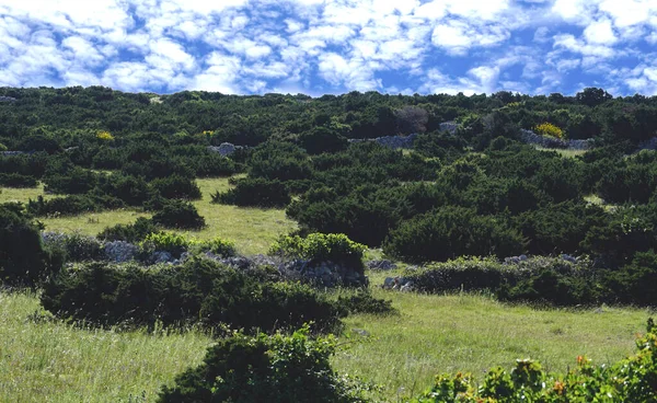 緑の牧草地と青い空の上の様々な茂みや草の田園風景 — ストック写真