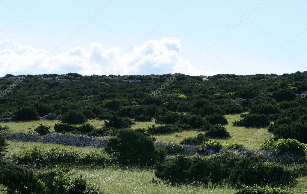 Wild rural landscape with green Mediterranean bushes and grasses on the meadow