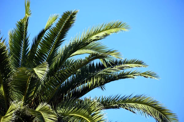 Jolies Longues Branches Palmier Vert Épineux Sur Fond Ciel Bleu — Photo