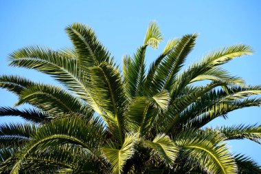 Hindistan cevizi palmiyesi tepesi mavi gökyüzünün önünde güneş ışınlarıyla aydınlatılıyor.
