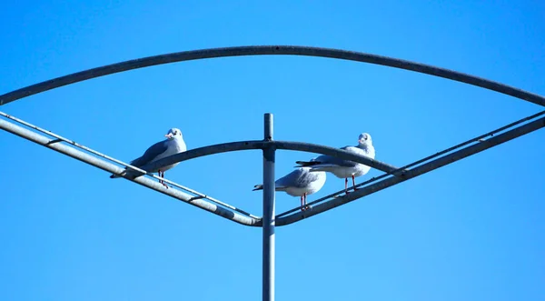 Tres Gaviotas Jóvenes Sientan Una Estructura Metálica Miran Alrededor Bajo — Foto de Stock