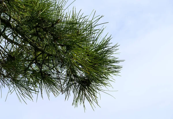 天空背景上的地中海松木枝锐利的刺绿色针头 — 图库照片