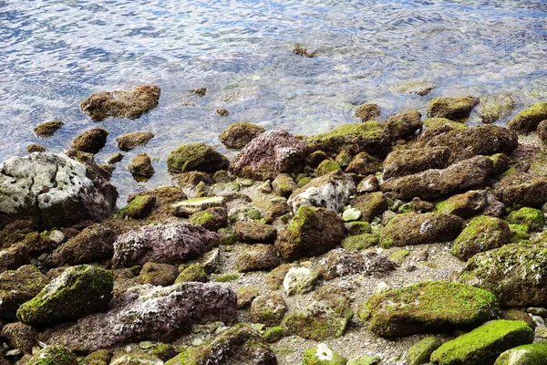 바위에 이끼와 의조류 — 스톡 사진