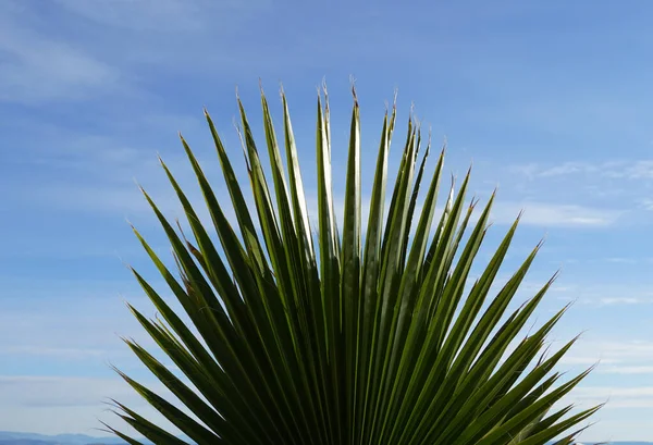 Ein Großer Grüner Fan Der Fächerförmigen Kalifornischen Palme Oder Washingtonia — Stockfoto