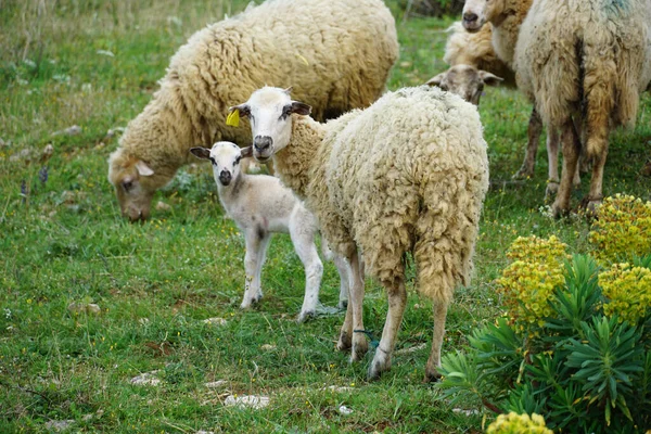 Koncepcja Hodowli Bydła Produkcji Wełny Owce Jagnięta Zielonej Łące — Zdjęcie stockowe