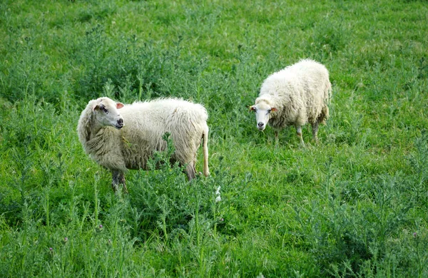 Zvířata Jaře Ovce Vlnou Jeho Tělech Pasou Trávu Zelených Jarních — Stock fotografie