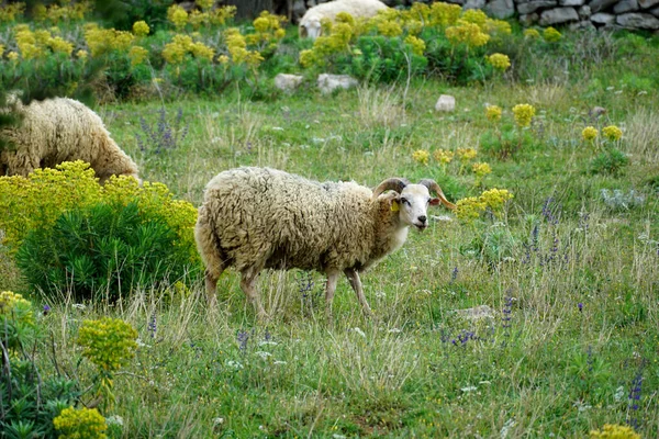 Young Ram Horns Its Head Grazes Grass Green Meadow Full — Stock Photo, Image