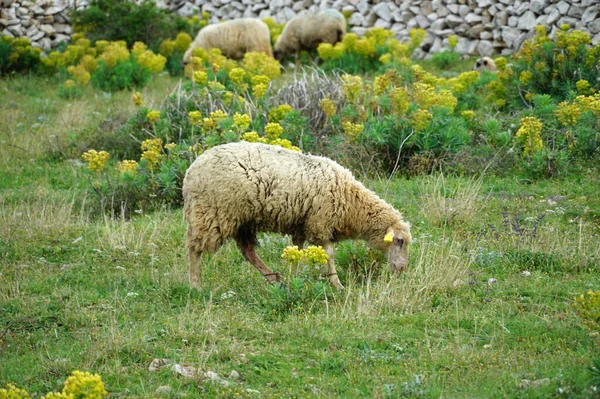 Baharat Otlarla Dolu Yeşil Bir Çayırda Yünlü Bir Koyun — Stok fotoğraf