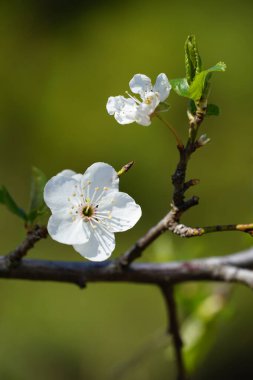 Küçük nazik beyaz çiçek ve tomurcuk ilkbaharın başlarında genç yabani meyvelerin dalında