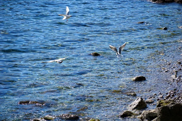 阳光明媚的日子里 海鸥降落在水面上的卵石海滩旁的浅水海水 — 图库照片